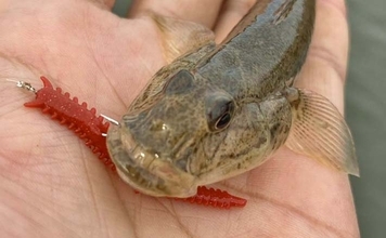 赤須賀漁港のちょい投げ釣りでハゼ20匹を手中【三重】パワーミニイソメに好反応