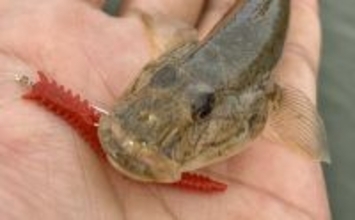 赤須賀漁港のちょい投げ釣りでハゼ20匹を手中【三重】パワーミニイソメに好反応