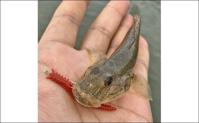 赤須賀漁港のちょい投げ釣りでハゼ20匹を手中【三重】パワーミニイソメに好反応