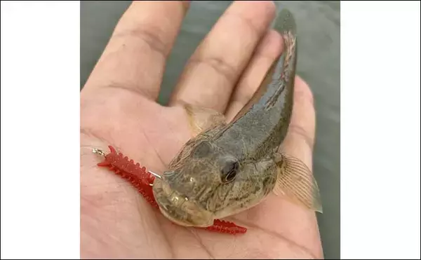 「赤須賀漁港のちょい投げ釣りでハゼ20匹を手中【三重】パワーミニイソメに好反応」の画像