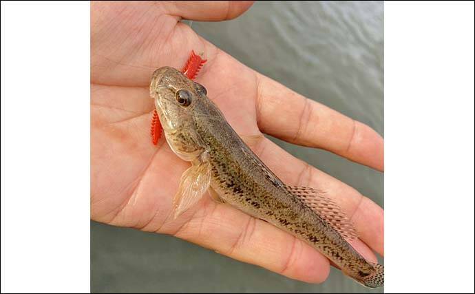 赤須賀漁港のちょい投げ釣りでハゼ20匹を手中【三重】パワーミニイソメに好反応