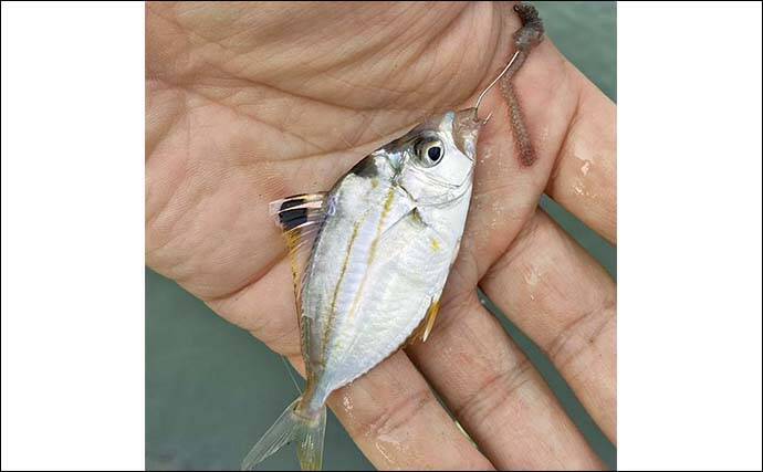 赤須賀漁港のちょい投げ釣りでハゼ20匹を手中【三重】パワーミニイソメに好反応