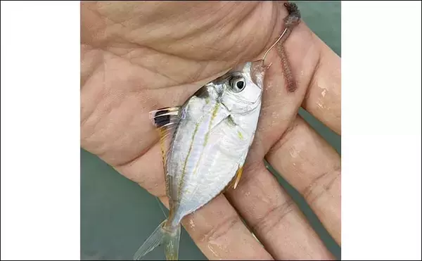 「赤須賀漁港のちょい投げ釣りでハゼ20匹を手中【三重】パワーミニイソメに好反応」の画像