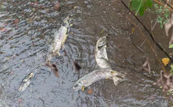 「野生の＜シロザケ＞を求めて北海道へ　道東の自然河川で観察したサケの最後の瞬間」の画像