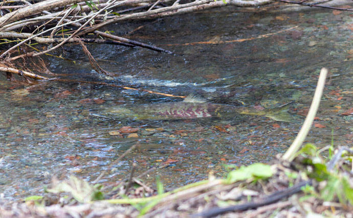 野生の＜シロザケ＞を求めて北海道へ　道東の自然河川で観察したサケの最後の瞬間