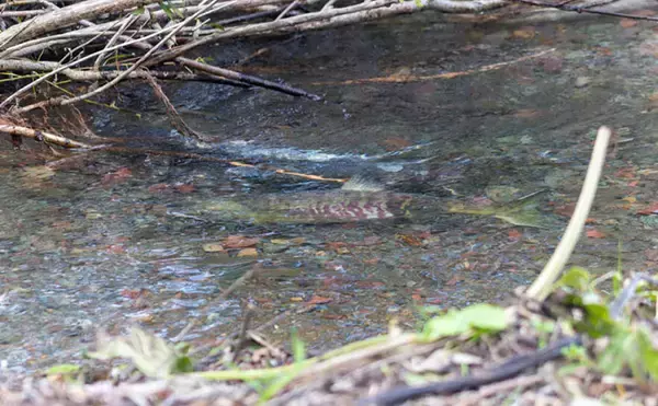 「野生の＜シロザケ＞を求めて北海道へ　道東の自然河川で観察したサケの最後の瞬間」の画像