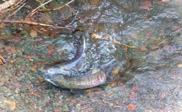 「野生の＜シロザケ＞を求めて北海道へ　道東の自然河川で観察したサケの最後の瞬間」の画像
