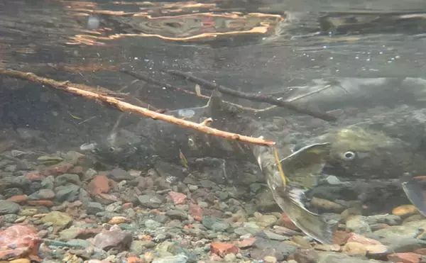 「野生の＜シロザケ＞を求めて北海道へ　道東の自然河川で観察したサケの最後の瞬間」の画像