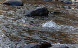 「野生の＜シロザケ＞を求めて北海道へ　道東の自然河川で観察したサケの最後の瞬間」の画像6