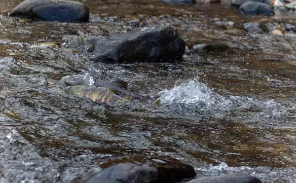 「野生の＜シロザケ＞を求めて北海道へ　道東の自然河川で観察したサケの最後の瞬間」の画像