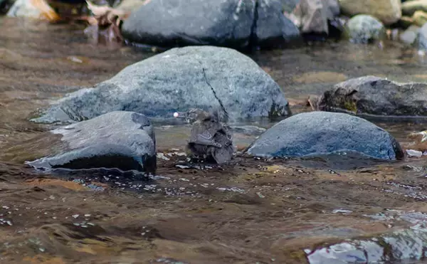 「野生の＜シロザケ＞を求めて北海道へ　道東の自然河川で観察したサケの最後の瞬間」の画像