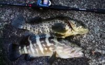 「贅沢すぎる釣り魚鍋になっちゃった！」 食材確保のロックゲームでクエにチャイロマルハタ手中