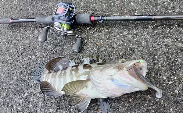 「「贅沢すぎる釣り魚鍋になっちゃった！」 食材確保のロックゲームでクエにチャイロマルハタ手中」の画像