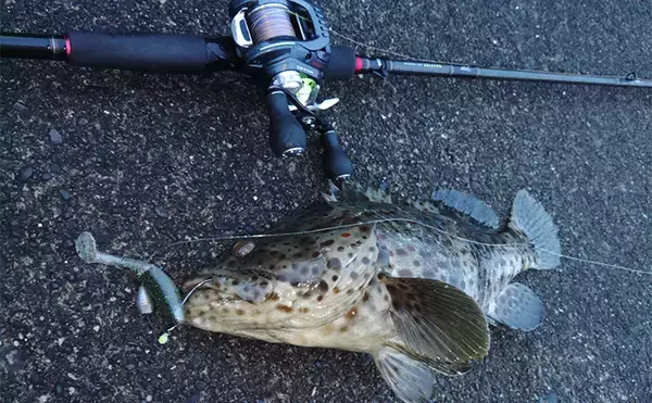 「「贅沢すぎる釣り魚鍋になっちゃった！」 食材確保のロックゲームでクエにチャイロマルハタ手中」の画像
