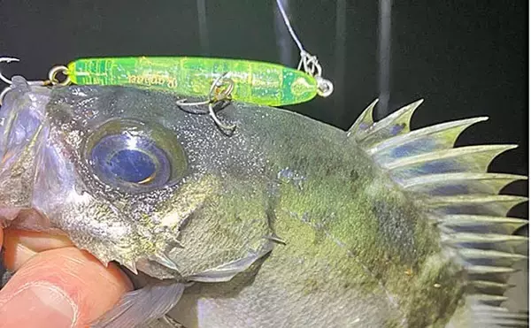 周防大島のメバリングで25cm級メバル的中！【山口】本流の潮ヨレ攻略が決め手