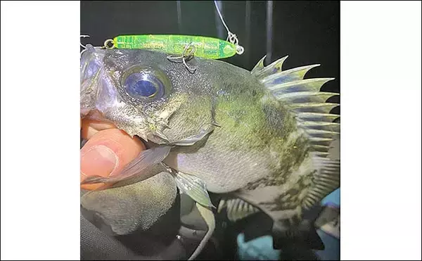 「周防大島のメバリングで25cm級メバル的中！【山口】本流の潮ヨレ攻略が決め手」の画像