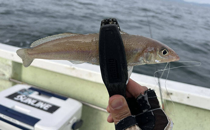 春イカ狙いエギングタックルを使って楽しむ夏の釣りのススメ　汎用性はかなり高いぞ！