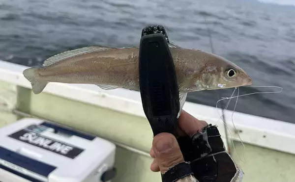 「春イカ狙いエギングタックルを使って楽しむ夏の釣りのススメ　汎用性はかなり高いぞ！」の画像