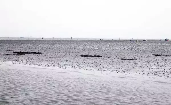 「船で行く潮干狩りで天然アサリ1.2kg確保　天敵が居場所のヒントに？」の画像