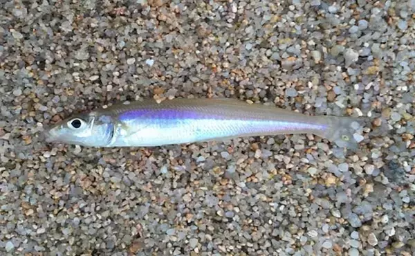 「キスをルアーで釣る【キスイングの基本】　仕掛けと釣り方を解説」の画像