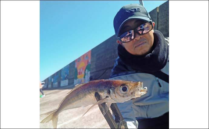 馬渡島でのデイアジング釣行で26cm級アジが連発【佐賀】日陰のポイントを狙い撃ち