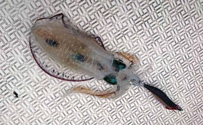 「1kg超え大型アオリイカ連発！」キャスティングエギングでシャロー攻略のコツを実釣解説【三重】