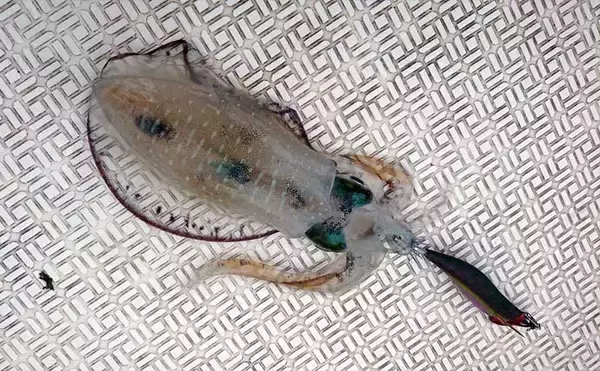 「「1kg超え大型アオリイカ連発！」キャスティングエギングでシャロー攻略のコツを実釣解説【三重】」の画像