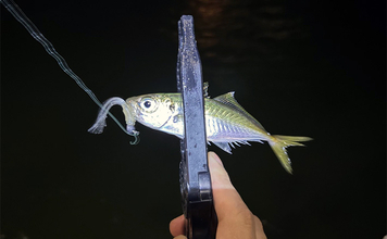 赤潮の垂水漁港でのアジング釣行でアジ10尾キャッチ【兵庫】サイズは8cm級