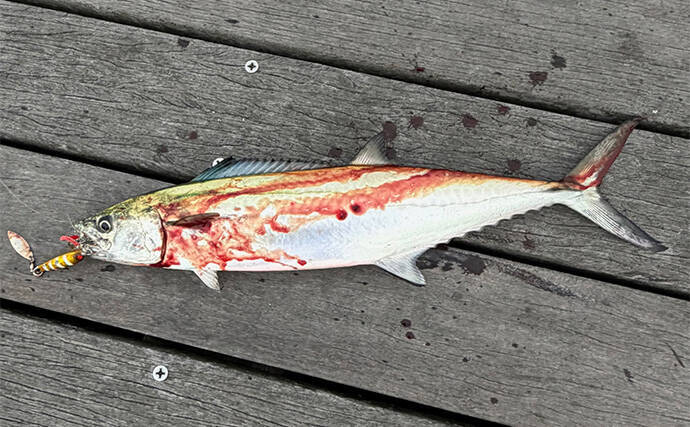 「LSJにリーダーって必要？」 ターゲットやフィールドごとの最適な太さと長さを解説