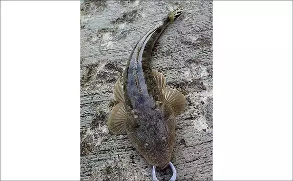 「「水橋フィッシャリーナ」ショアジギ釣果情報【富山】朝マヅメの時合いでイナダをキャッチ！」の画像