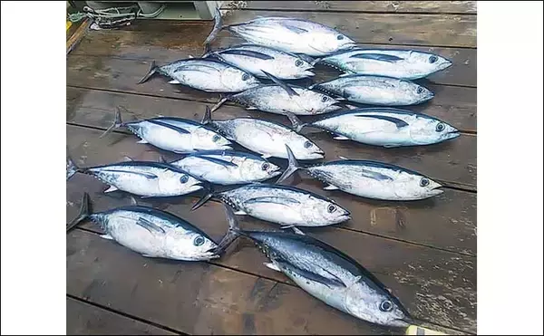 「【三重】沖のルアーの最新釣果　トンボジギング数釣りシーズンに突入」の画像