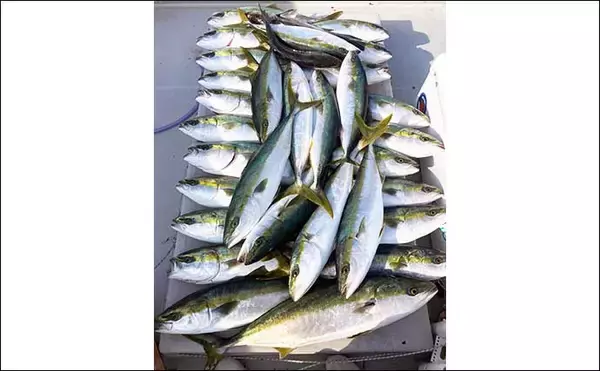 「【三重】沖のルアーの最新釣果　トンボジギング数釣りシーズンに突入」の画像