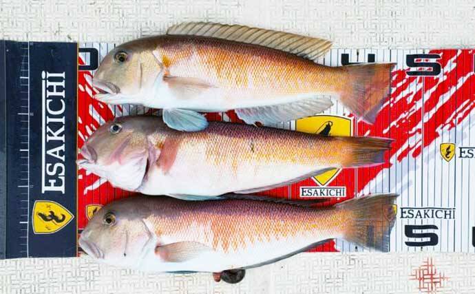 【三重】沖のルアーの最新釣果　トンボジギング数釣りシーズンに突入