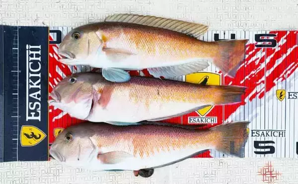 「【三重】沖のルアーの最新釣果　トンボジギング数釣りシーズンに突入」の画像
