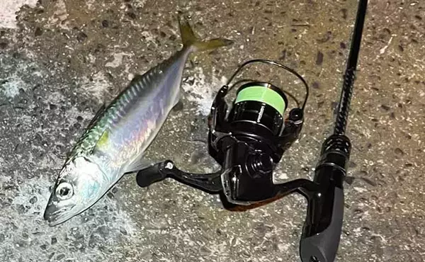 「ライトゲームにおける【ロッド選びを価格帯から考える】　上限は3万円？」の画像