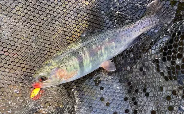エリアトラウト釣行でメタルバイブレーションルアーに連発【滋賀・アクアヘブン】
