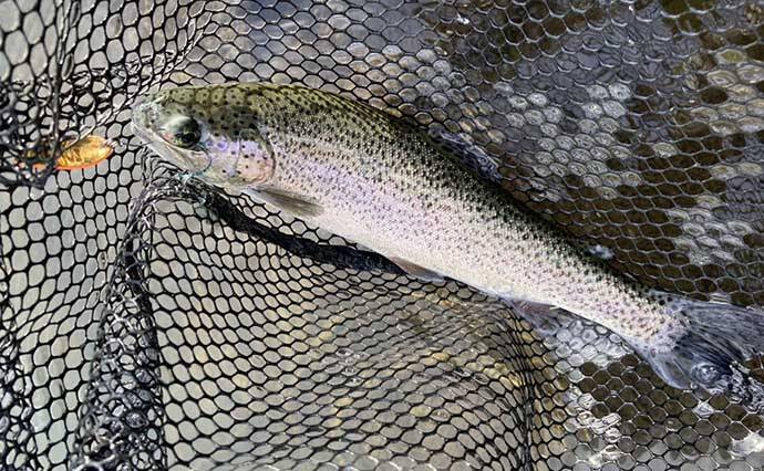 エリアトラウト釣行でメタルバイブレーションルアーに連発【滋賀・アクアヘブン】