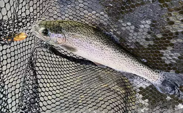 「エリアトラウト釣行でメタルバイブレーションルアーに連発【滋賀・アクアヘブン】」の画像