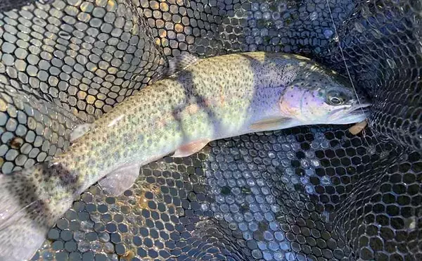 「エリアトラウト釣行でメタルバイブレーションルアーに連発【滋賀・アクアヘブン】」の画像