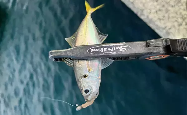 「平日の有休活かした堤防アジング釣行で本命にカマス【和歌山・紀北】強風に苦戦」の画像