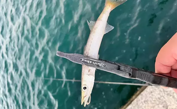 「平日の有休活かした堤防アジング釣行で本命にカマス【和歌山・紀北】強風に苦戦」の画像