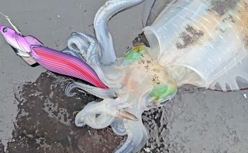 ティップランエギング入門ガイド【神奈川・真鶴】秋の相模湾で始める最初の一歩