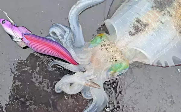 ティップランエギング入門ガイド【神奈川・真鶴】秋の相模湾で始める最初の一歩