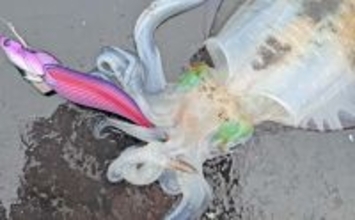 ティップランエギング入門ガイド【神奈川・真鶴】秋の相模湾で始める最初の一歩