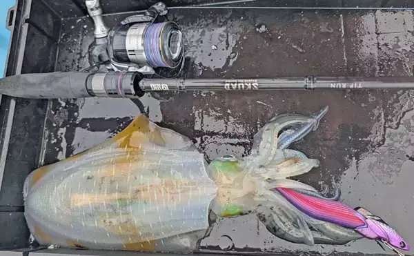 「ティップランエギング入門ガイド【神奈川・真鶴】秋の相模湾で始める最初の一歩」の画像