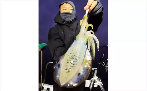 「【沖釣り釣果速報】竿頭は24匹！越前沖のナイトティップランで良型交じりにアオリイカ爆釣（北陸）」の画像
