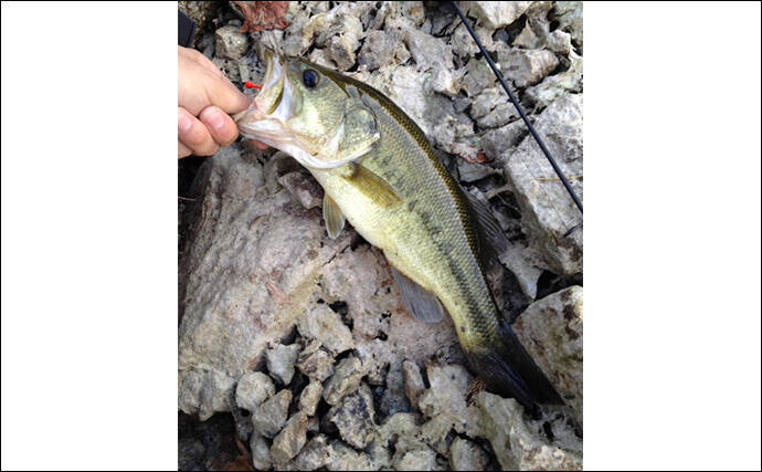 野池でのブラックバス釣りはスズメバチに注意？　釣り場には想像を超える危険も存在