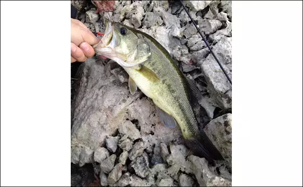 「野池でのブラックバス釣りはスズメバチに注意？　釣り場には想像を超える危険も存在」の画像
