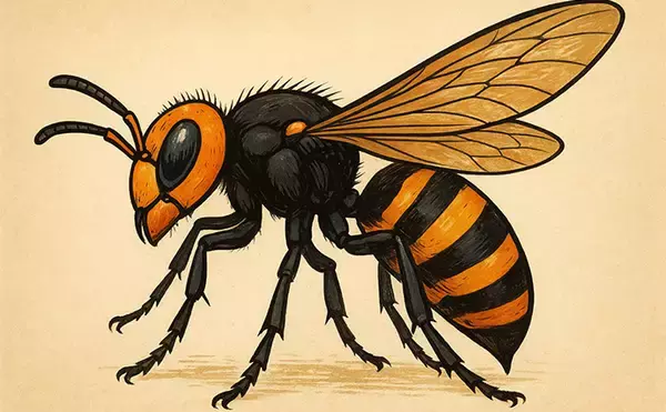 「野池でのブラックバス釣りはスズメバチに注意？　釣り場には想像を超える危険も存在」の画像