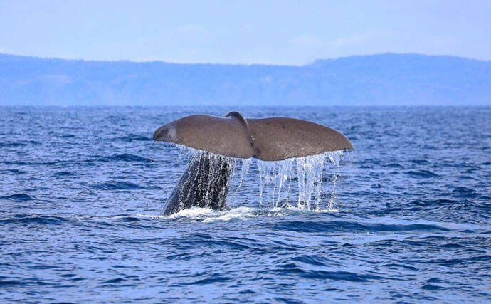 古代の巨大ザメ＜メガロドン＞の生存を脅かした古代生物　全長10m超のライバルたち